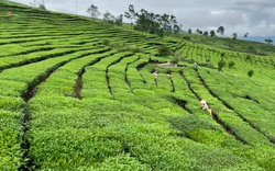 Trồng bạt ngàn chè đẹp như tranh, nông dân vùng cao Lai Châu thoát nghèo và trở nên giàu có