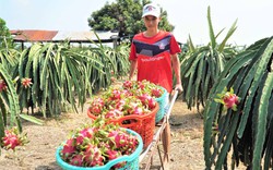 Không biết Trung Quốc mua thanh long để làm gì, Long An không dám kêu gọi nông dân trồng