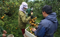 "Trả giá" đắt sau nhiều năm phát triển nóng, Hoà Bình tổ chức lại sản xuất vùng cam đặc sản