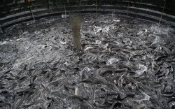 Nuôi cá lóc dày đặc trong bể lót bạt trên vườn ở Tây Ninh, tháo nước cá lộ ra một đống, cả làng xuýt xoa