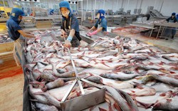 Thanh tra EC sẽ sang Việt Nam xem xét gỡ "thẻ vàng" hải sản