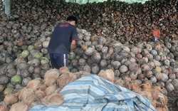 Trái dừa rớt giá thê thảm 