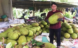 Giá mít Thái hôm nay 30/9: Giá tăng trở lại, vì sao diện tích mít Thái ở Vĩnh Long tăng mạnh?