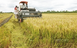 TP.HCM: Đề xuất chuyển đổi mục đích sử dụng hàng trăm ha đất lúa để làm dự án