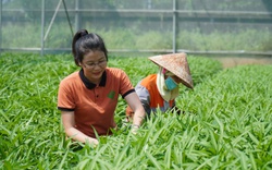 Nông dân Việt Nam xuất sắc 2022 đến từ Bắc Ninh có doanh thu 18 tỷ/năm chỉ nhờ trồng rau