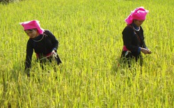 Lào Cai sắp diễn ra Festival cao nguyên trắng Bắc Hà, dự kiến đón 30.000 du khách