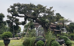 Vườn cây vú sữa cổ, kỳ, mỹ trị giá hàng tỷ đồng tại Hà Nội