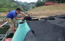 Mô hình nuôi ếch kết hợp nuôi cá vươn lên khá giả của Phó Chủ tịch Hội Nông dân xã ở Sơn La
