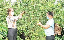 Cho cây ăn trái "chung sống hòa bình" với cây cà phê, nông dân bất ngờ có thêm khoản tiền to