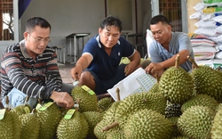 Thực hư thông tin Hải quan Trung Quốc không công nhận cơ sở đóng gói, mã số vùng trồng sầu riêng Việt Nam