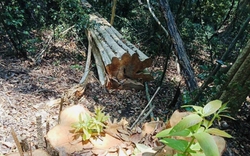 Gia Lai: Khởi tố vụ khai thác gỗ trái phép tại huyện K'Bang