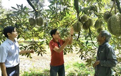 Đắk Lắk chiếm gần một nửa vùng trồng sầu riêng vừa được Hải quan Trung Quốc cấp mã số xuất khẩu