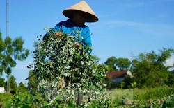 Nhộn nhịp vào mùa thu hoạch cây dược liệu ở Hà Tĩnh