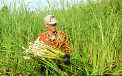 Cà Mau: Nông dân khá giả hẳn lên khi vào tổ hợp tác trồng bồn bồn, nuôi chồn hương