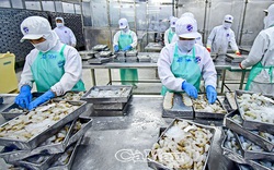 Bất chấp lạm phát cùng vô số khó khăn, xuất khẩu thủy sản của tỉnh Cà Mau đã cán mốc gần 1 tỷ đô la