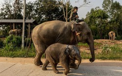 Những chú voi "thất nghiệp" ở Thái Lan vì vắng bóng du khách