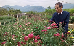 Nông dân chăm hoa phục vụ Tết cho thu nhập cao
