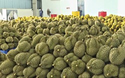 Tỉnh Tiền Giang khuyến cáo nông dân không nên trồng sầu riêng ở vùng ngoài quy hoạch