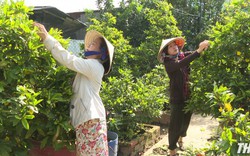 Trồng mai vàng, nghe nông dân chuyên nghiệp ở Tiền Giang tiết lộ bí quyết làm chậu mai Tết đẹp, hoa to