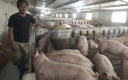 Tết đến nơi mà giá lợn hơi giảm chỉ còn 50.000 đồng/kg, người chăn nuôi lỗ 500.000 đến 1 triệu đồng/con