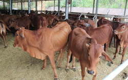 Chăn nuôi gia súc quy mô, bài bản, cách làm giàu của nông dân Lai Châu