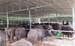 Bộ NNPTNT yêu cầu thành lập đoàn thanh tra, giám sát việc sử dụng chất cấm Salbutamol trong chăn nuôi