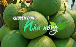 Chuyển động Nhà nông 10/1: Giá bưởi tăng mạnh dịp cận Tết