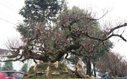 Nghệ An: Thuê cây đào Nhật Tân thế rồng bay, ẩn mình trong rêu phong, chưng mấy ngày Tết mất tới 150 triệu đồng