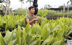 Chuối cảnh trổ hoa bốn màu, màu lá lạ ở Đồng Tháp "trình làng" dịp Tết Nguyên đán