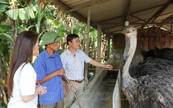 Vùng đất này của Thủ đô dân nuôi loài chim khổng lồ ngày càng nhiều, nhà nào nuôi cũng giàu lên