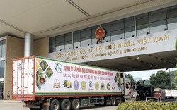 Sau 3 ngày Trung Quốc "mở cửa": Nhiều loại nông sản xuất khẩu tăng giá, thanh long hút hàng nhất