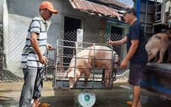 Những loài vật nuôi nào đang khiến nhiều nông dân Phú Yên mất tết, vì sao?