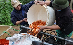 Làng cá chép đỏ nổi tiếng nhất đất Phú Thọ rộn ràng trước ngày tiễn Táo Quân chầu trời