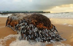 Thân gỗ phủ đầy “ngón tay quỷ” cực quý hiếm trôi dạt vào bờ biển