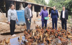 Vốn ưu đãi Ngân hàng CSXH đến tay, nông dân Bắc Giang nuôi đàn gà đẹp để bán Tết