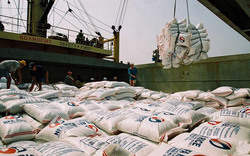 Giá lúa gạo tiếp tục neo cao, 201 đơn vị đủ điều kiện kinh doanh xuất khẩu gạo