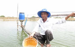 Cứ nuôi hai vụ tôm, nông dân Sóc Trăng lại nuôi chèn một vụ cá dứa, cá kèo, nhà nào cũng vui vì lãi đậm