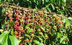 Giá cà phê hai sàn bất ngờ đảo chiều tăng vọt, cà phê nội tăng tới 1.000 đồng/kg