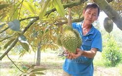 Giáp Tết, sầu riêng Tiền Giang sốt giá