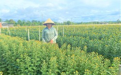 Tết đến nơi, thời tiết thế nào mà khiến nông dân trồng hoa Đắk Lắk mong trời nắng thêm?