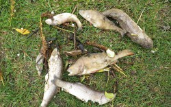 Công ty ở Anh xả thải ra sông suốt gần 1 ngày, làm chết 5.000 con cá