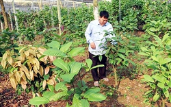 10 loại cây gỗ lớn, 11 loại cây dược liệu ở Vĩnh Phúc được hỗ trợ trồng năm 2023, đó là những loại cây gì?