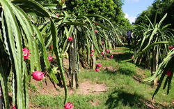 Mai Sơn: Điểm sáng trong phát triển kinh tế nông nghiệp