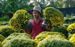 Lãnh địa cúc mâm xôi Sa Đéc ngày giáp Tết