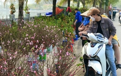 Sắc hoa nở rực trên con đường hoa sầm uất nhất Hà Nội
