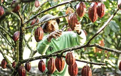 Những lợi ích của cacao mà không phải ai cũng biết