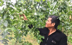 Loại cây ra quả không kịp cản này đang mang tiền tỷ về nhà nông dân Gia Lai