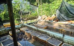 Hé lộ 4 kinh nghiệm nuôi lươn không bùn quý giá của một nông dân triệu phú Kiên Giang, nuôi đâu trúng đấy