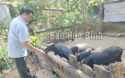 "Lợn ăn lá khoai, nhai cây chuối" ở Hòa Bình là giống lợn gì mà tết là đại gia, nhà giàu "săn lùng"?