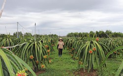 Đây là 2 loại quả ngon đang sốt giá ngày sát tết ở Đồng Nai, nhà vườn hái bán trúng lớn